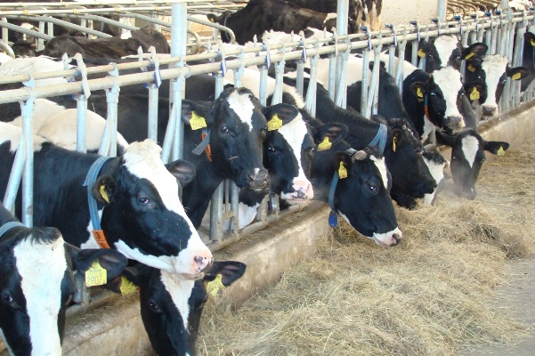 Bereke – belsendige bitedi