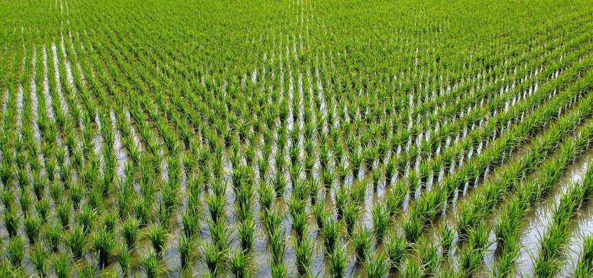 Qarmaqshydaǵy zaýyt qaldyqsyz jumys isteıdi