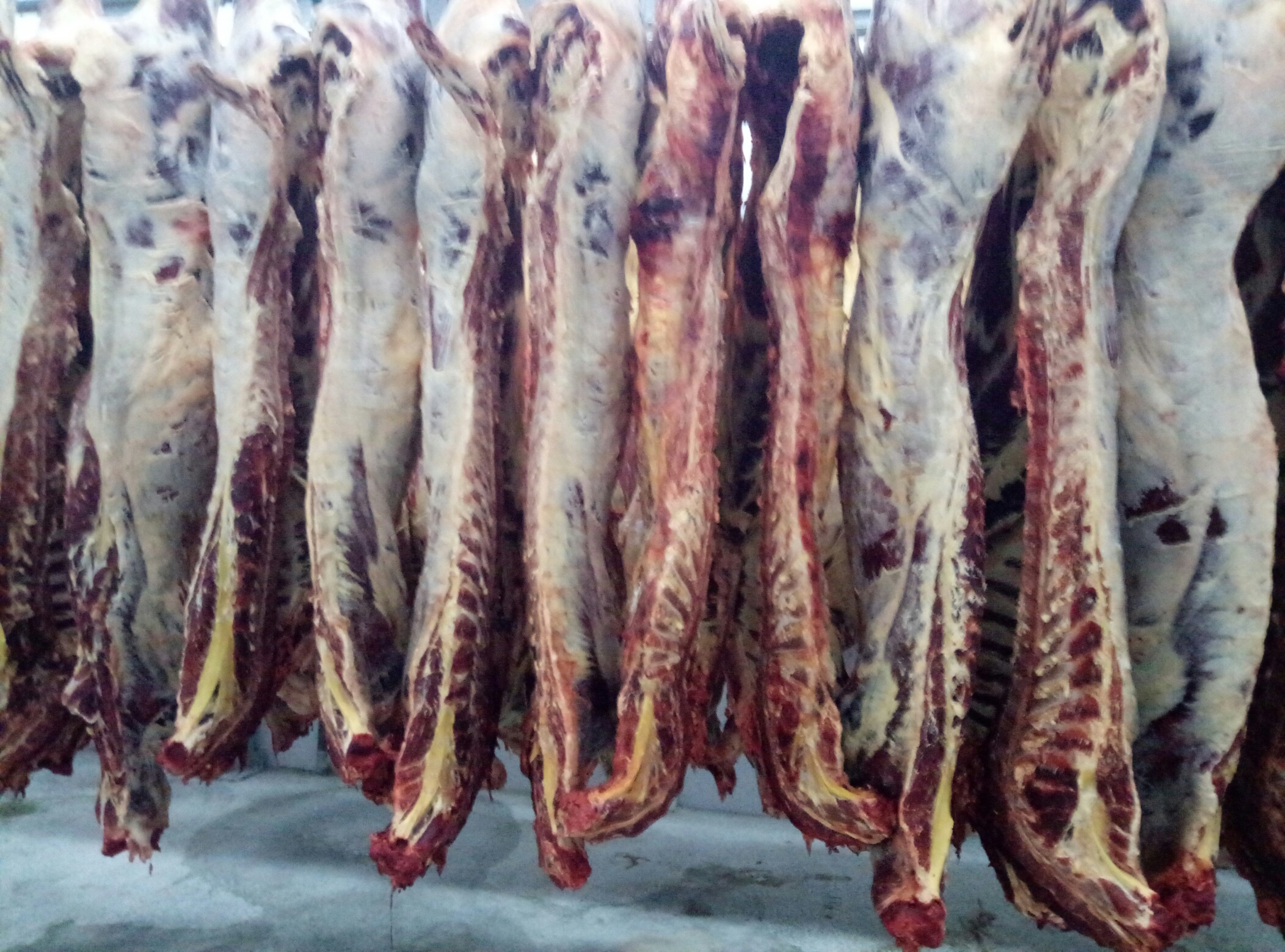 Qostanaı oblysy ótken jyly alǵash ret eksportqa mol et shyǵardy