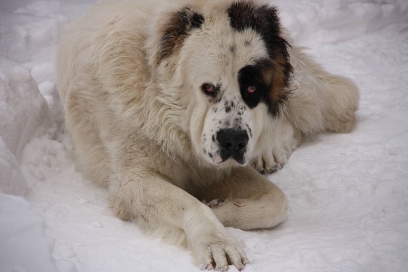 Petropavlda alabaı tuqymdas ıt ıelerin talap tastady