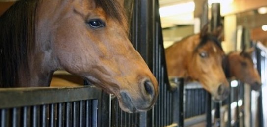 Bereke belsendige bitedi