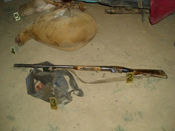 Qostanaıda 5 kúnde 40 brakonerge aıyppul salyndy