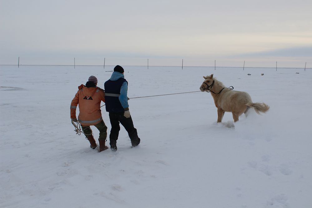 Jylqy quryqtaǵan jigitter