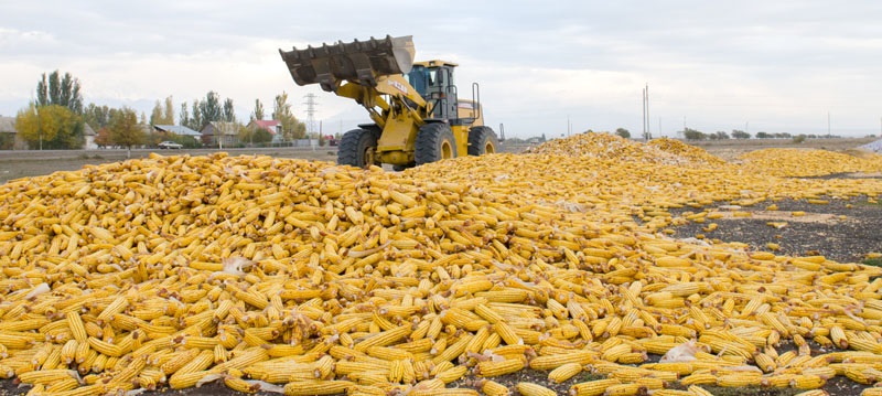 Jarkent dıqandary júgeriden joǵary ónim jınady