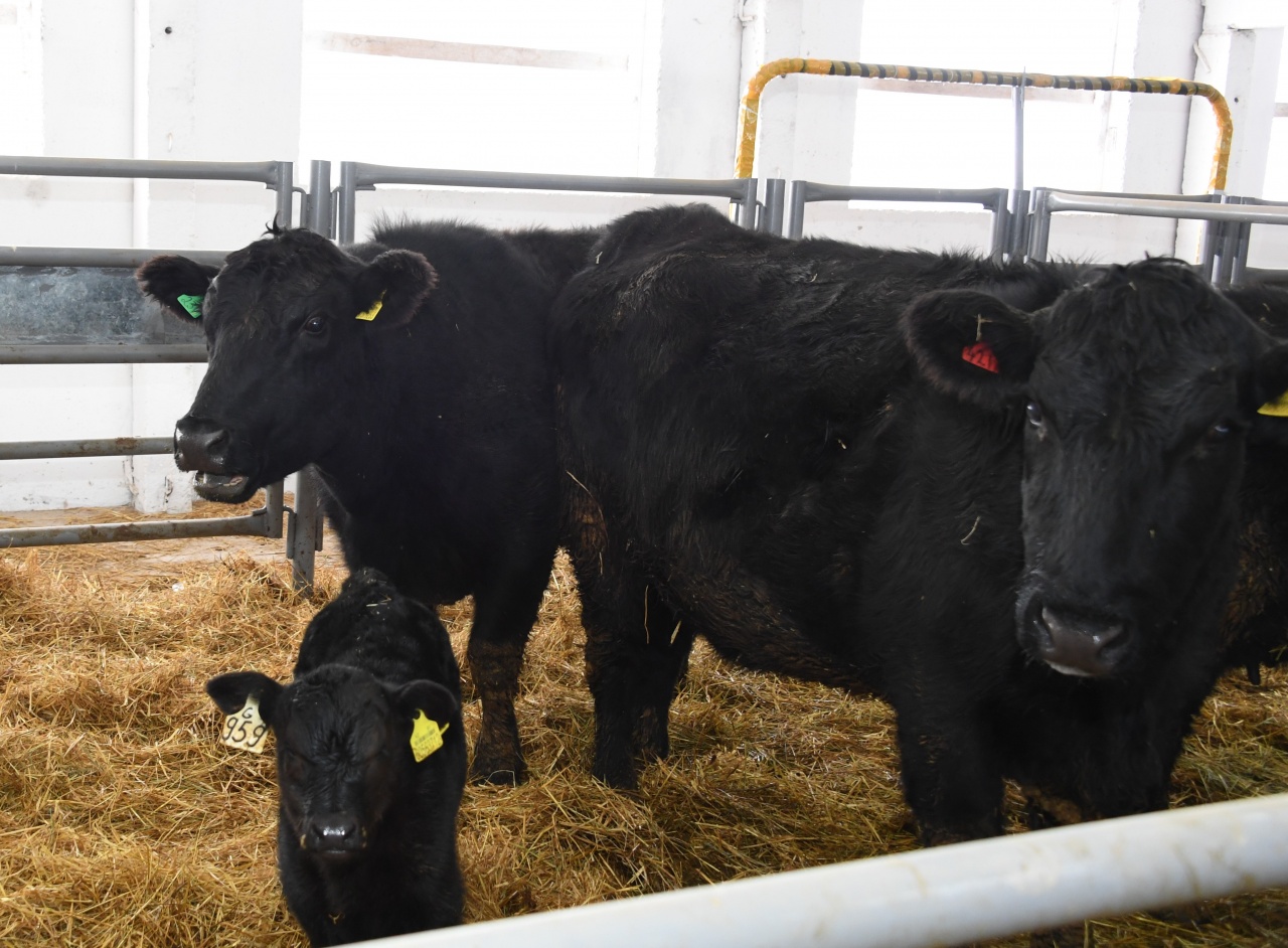 Almaty oblysynda «Aberdın Angýs» tuqymdy iri qara ósiriledi