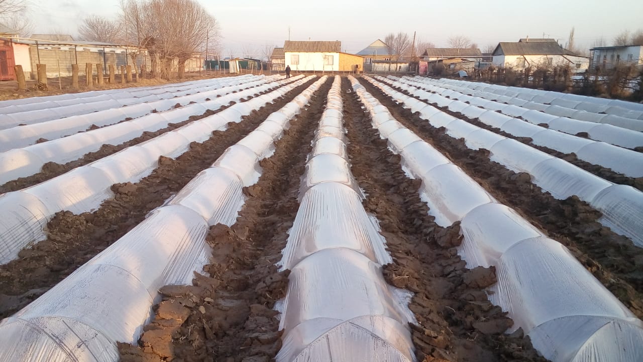 Maqtaraldyq dıqandar qyzylsha tuqymyn egýdi bastady