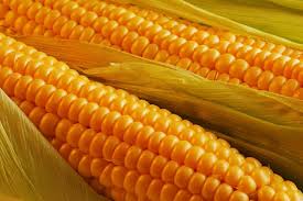 Júgeriden sýsyn, qarbyzdan shárbat ázirleıdi