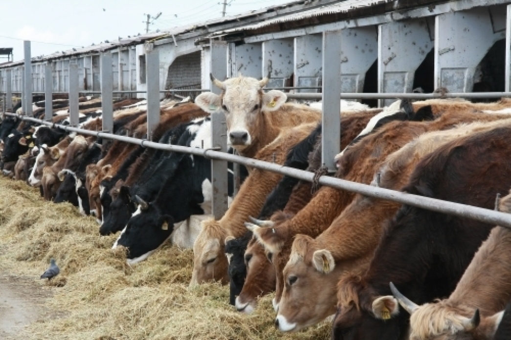 Agroónerkásipti qoldaýdyń 4 baǵyty
