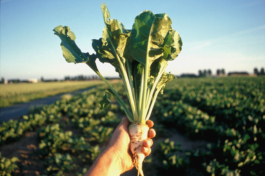 Almaty oblysynda qant qyzylshasynyń jańa tuqymy óndirildi