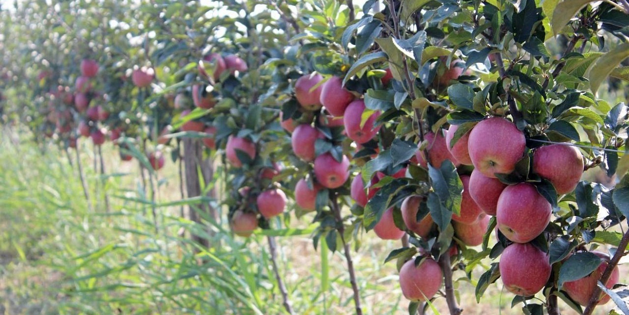 10 jylda 47 myń gektar baq ósiriledi