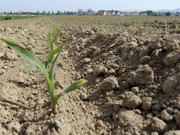 Qostanaıda memleketke 290 myń gektar jer telimi qaıtaryldy