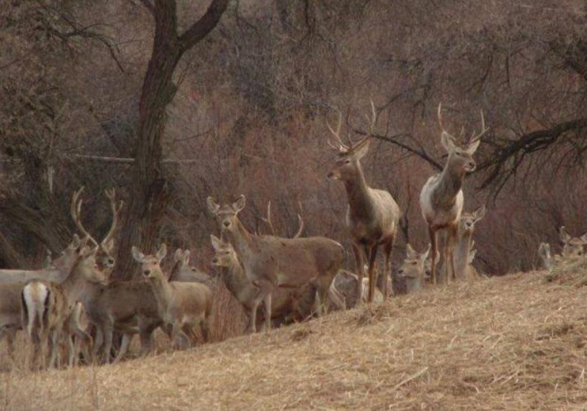 Turan memlekettik óńirlik tabıǵı parkin ashý josparlanýda