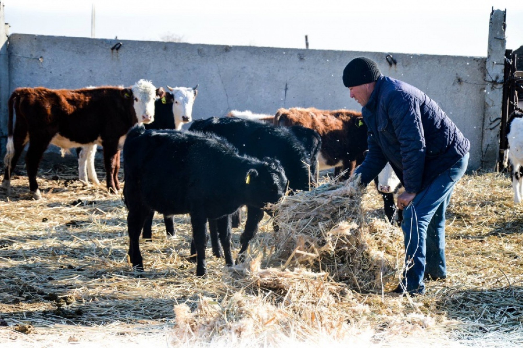 Jetisý sharýalary 497, 5 mln teńge «Sybaǵa» aldy