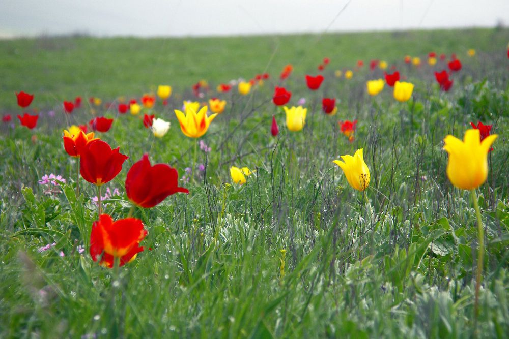 Qyzǵaldaqtar, sarǵaldaqtar