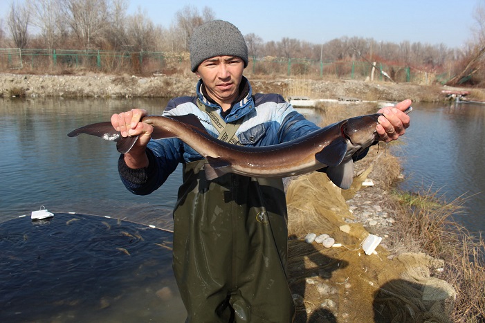 Almaty oblysynda bekire tuqymdas balyq ósiriledi