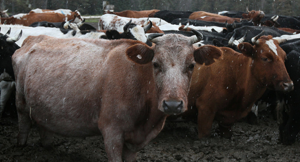 Asyl tuqymdy 5 myń sıyr ákeledi