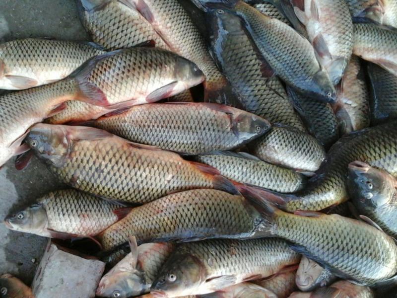 Balyq sharýashylyǵynyń baǵy jana ma?