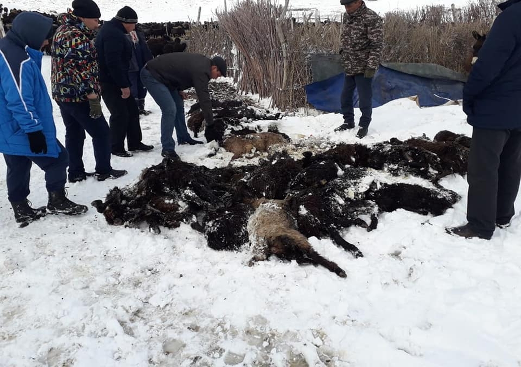 Jańaqorǵanda 300-ge jýyq mal qyryldy