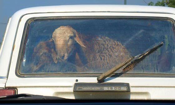 Mal urlyǵynyń aldyn alýda elektr toǵy qoldanylady