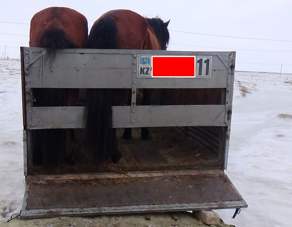 Qyzylordalyq polıseıler 13 mal urlyǵy deregin ashty