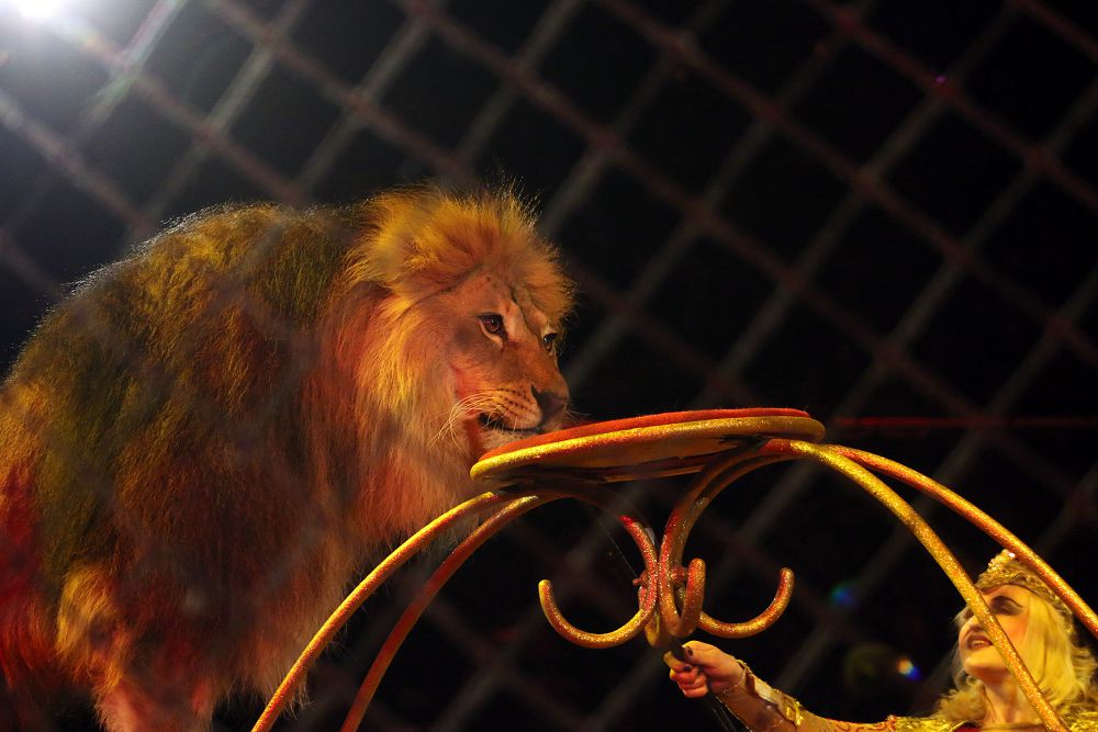 Úndi sırkiniń tańǵajaıyp shoýy