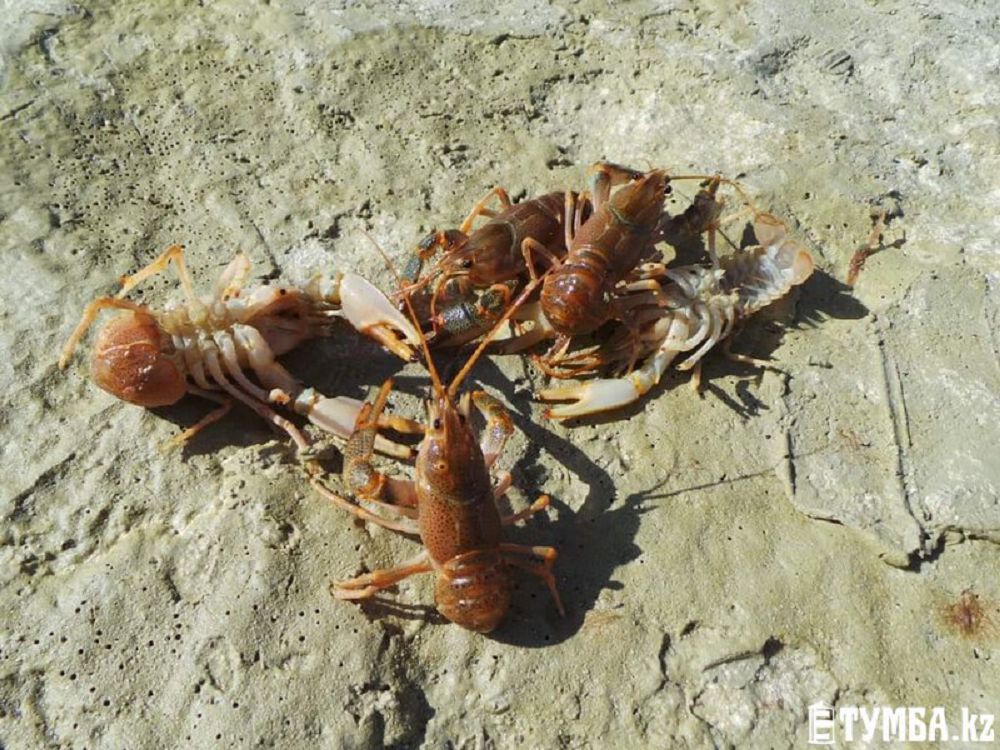 Teńiz shaıandary ońaı oljaǵa aınala jazdady