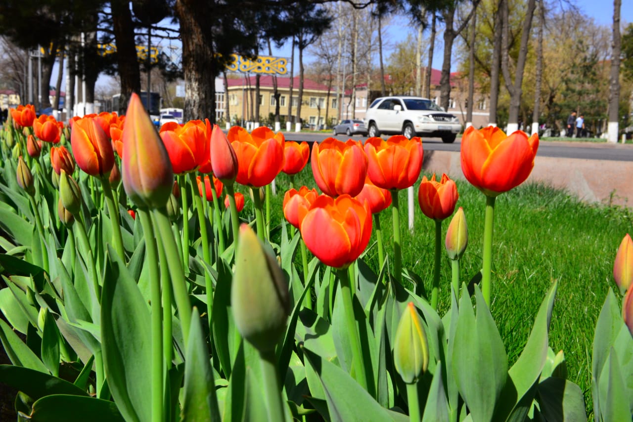 Shymkentte qyzǵaldaqtar gúldedi