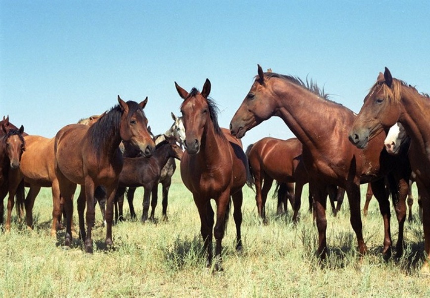 Shekarashylar 60 bas jylqy aıdap kele jatqan barymtashylardy ustady