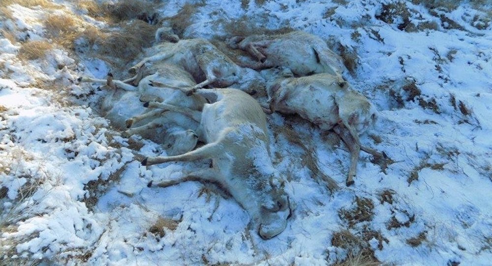 100-den astam kıikti qyryp salǵan