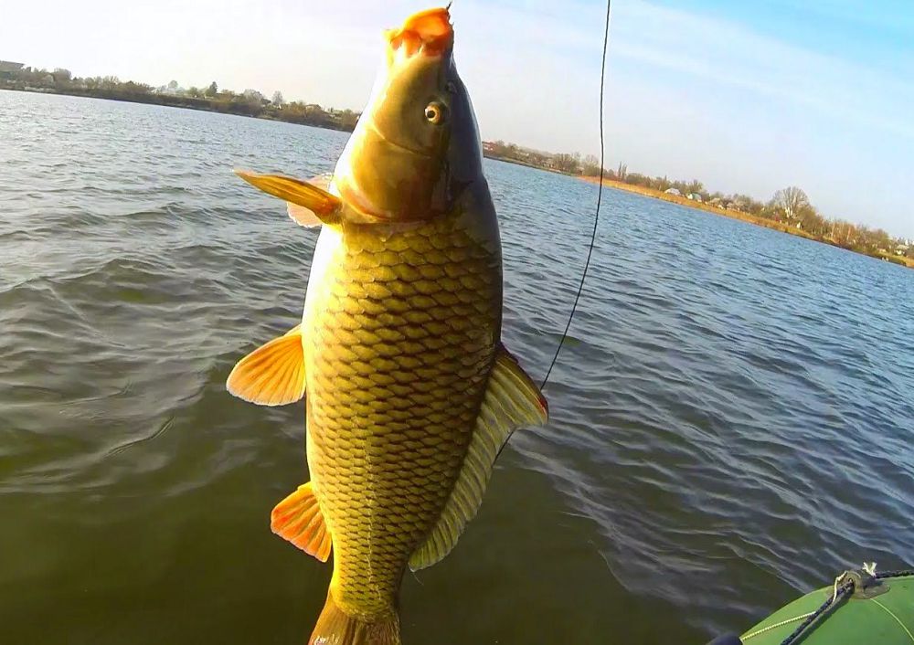 Balyq tuqymbaǵynyń máselesi barshylyq