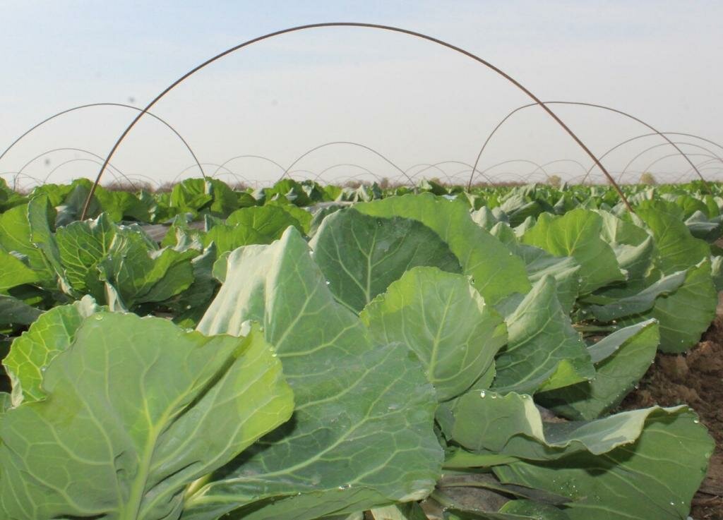 Túrkistan: Jetisaı aýdanynyń dıqandary 77 myńnan astam jerge egin egedi