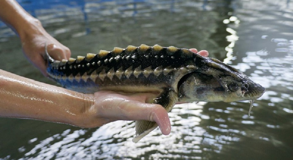 Mańǵystaýda «Bekire» aldyn alý is-sharasy ótýde