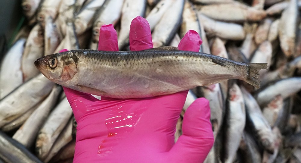 Jasandy kóldegi balyqtyń jappaı qyrylý sebebi anyqtaldy