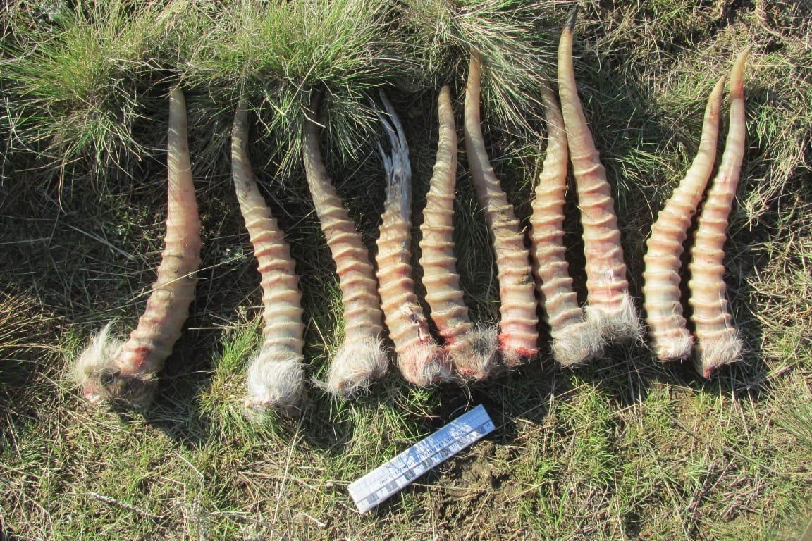 BQO-da «Ohotzooprom» ınspektory kıik múıizimen ustaldy