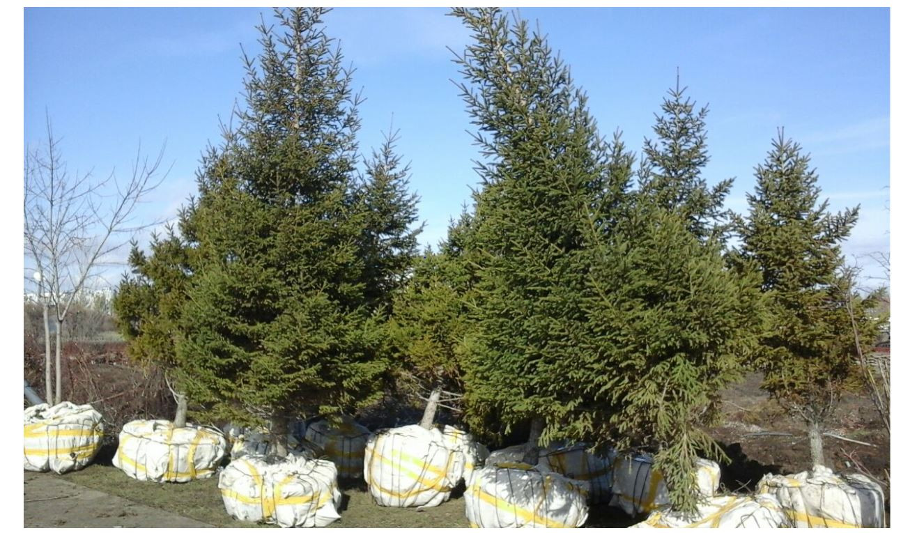 Elordada ekologııalyq senbilik ótti