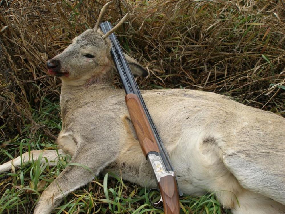 Janýarlar álemi  jiti qorǵalyp otyr ma?