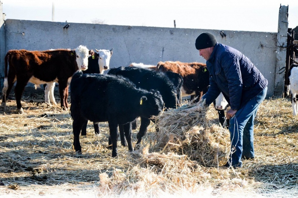 Baıanaýyl aýdanynda  brýsellezge ushyraǵan mal sany azaımaı tur