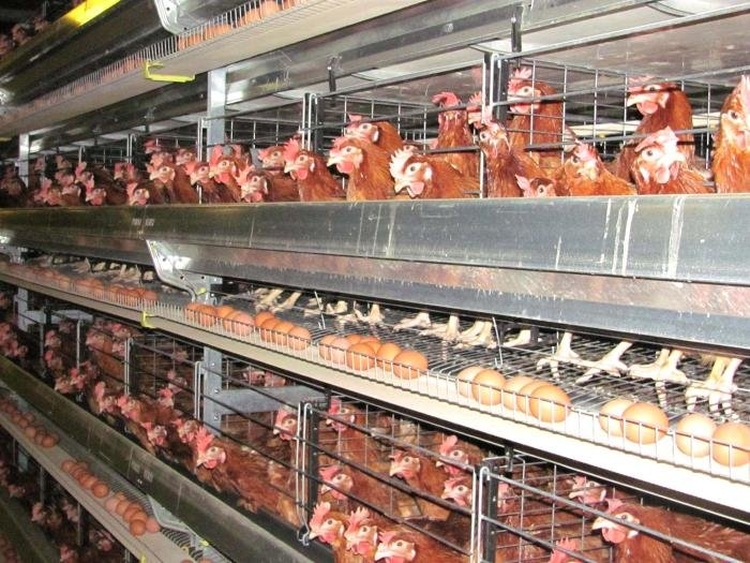 Endi et baǵytyndaǵy qus ósiredi