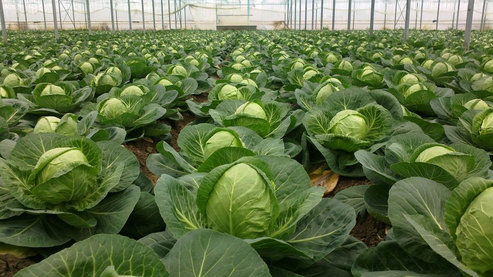 Jetisaıdyń qyryqqabaty  Reseıge eksporttalýda