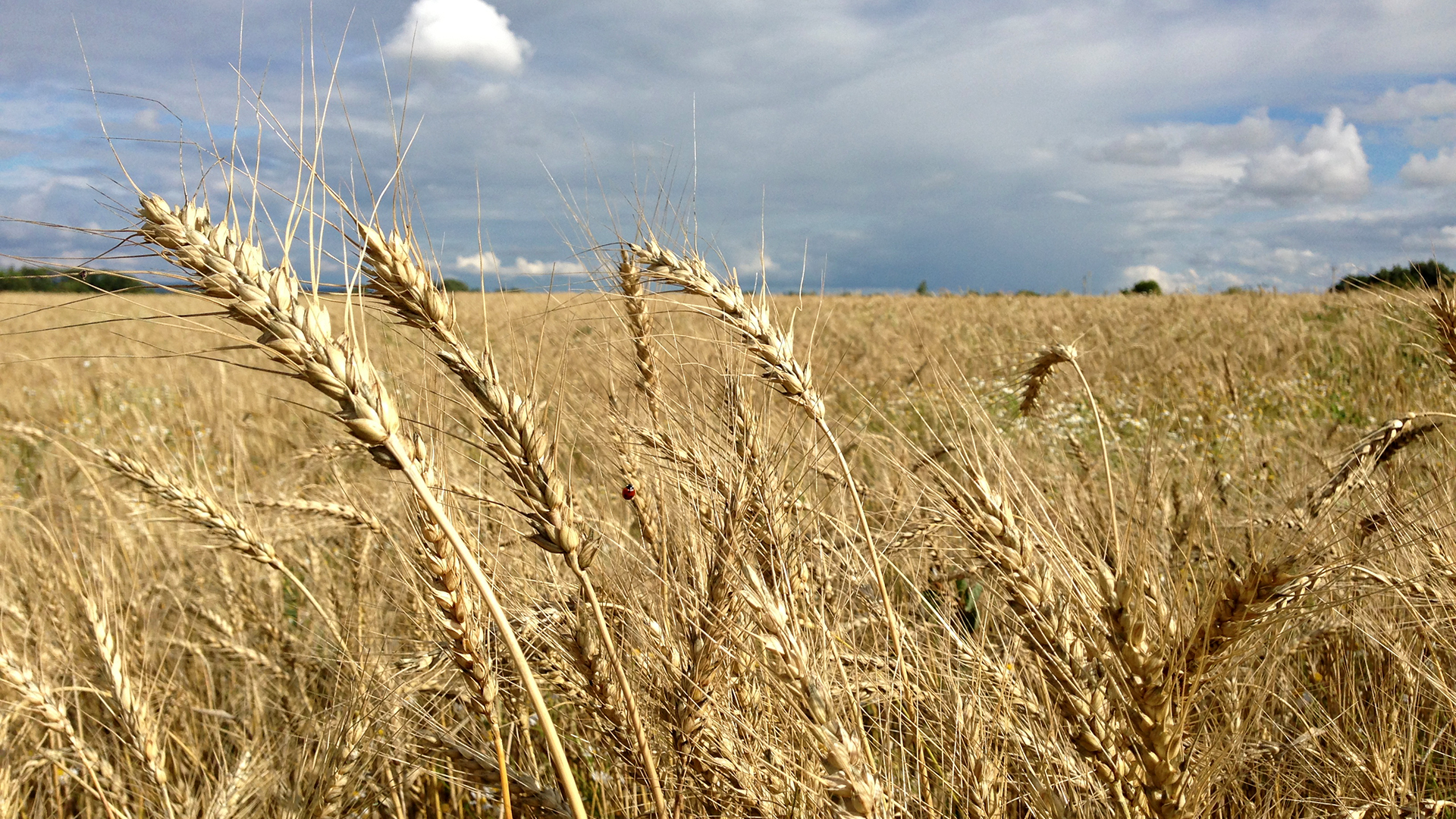 Bıdaıdyń jańa surpyna  ǵalymnyń esimi berildi