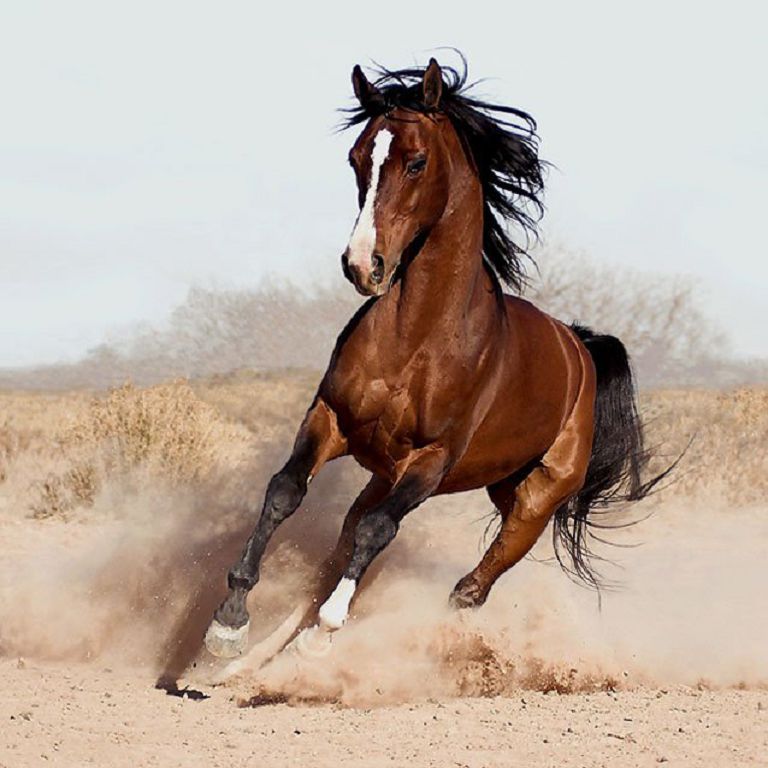 Taıbýryldyń shabysy