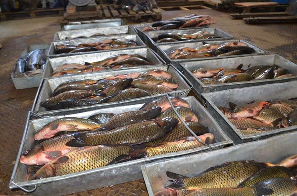 Qyzylordada balyqtyń sazan, aq amýr jáne dóńmańdaı túrleri ósirilip jatyr