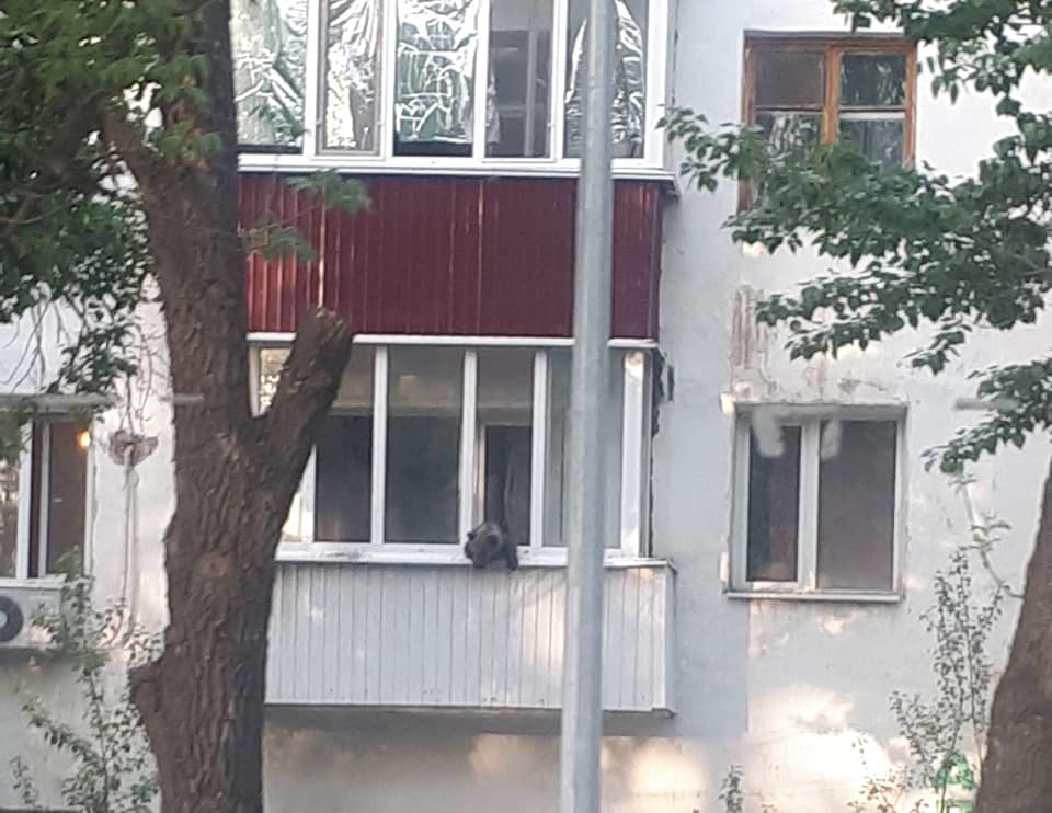 «Balkonda júrgen aıýǵa» qatysty aqparattar belgili boldy