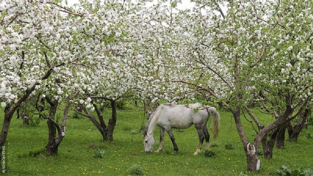 Ákem otyrǵyzǵan alma baq