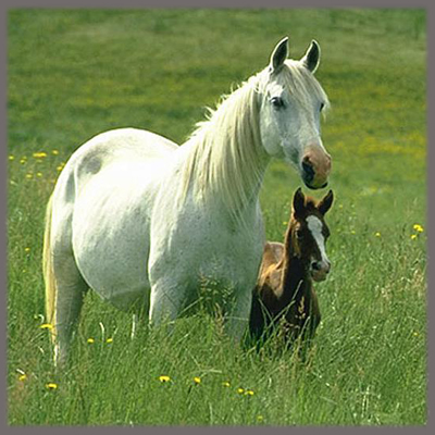 Kók bıeniń kóz jasy (áńgime)