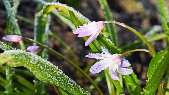 Elordada daýyldy eskertý jarııalandy