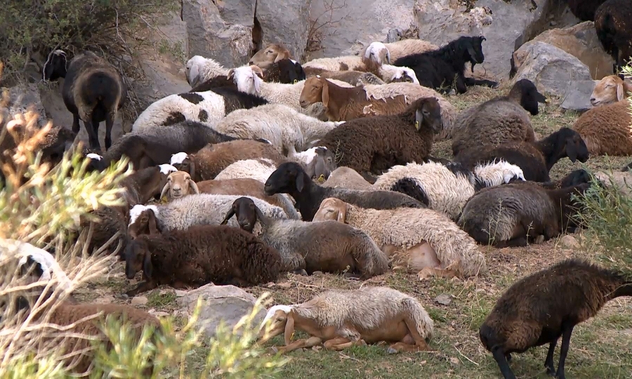 Panfılov aýdanynda mal basy kóbeıip keledi