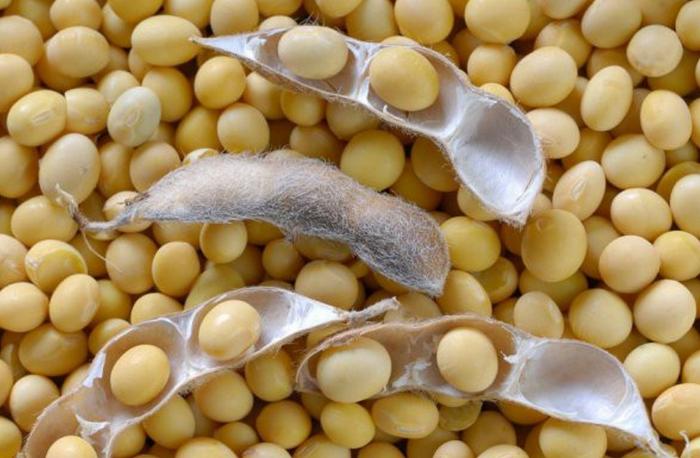 Alǵash ret soıa daqylyn ekti