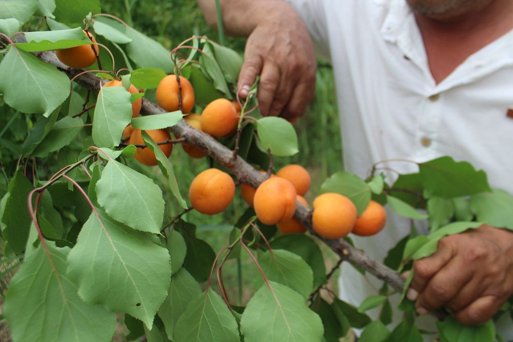 Jetisaılyqtar qarqyndy baýdyń jemisin jınaı bastady