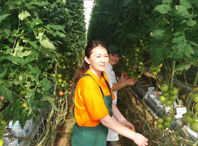 Ekibastuz GRES-1 stansasynyń jylyjaıy qyzanaqqa, raýshan gúlderine toly